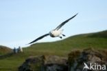 Northern Fulmar (Fulmarus glacialis)