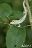 Nose-horned Chameleon (Calumma nasutum)