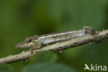 Nose-horned Chameleon (Calumma nasutum)