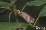 Nose-horned Chameleon (Calumma nasutum)