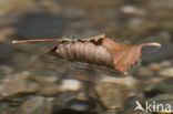 Orange White-legged Damselfly (Platycnemis acutipennis)