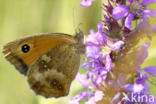 Oranje zandoogje (Pyronia tithonus)