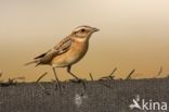 Whinchat (Saxicola rubetra)