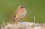 Whinchat (Saxicola rubetra)