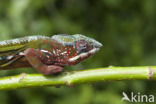 Panterkameleon (Furcifer pardalis)