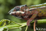 Panterkameleon (Furcifer pardalis)