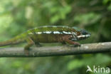 Panterkameleon (Furcifer pardalis)