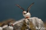 Atlantic Puffin (Fratercula arctica)