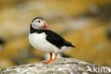 Atlantic Puffin (Fratercula arctica)