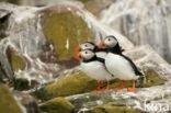 Atlantic Puffin (Fratercula arctica)