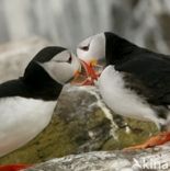 Atlantic Puffin (Fratercula arctica)