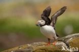 Atlantic Puffin (Fratercula arctica)