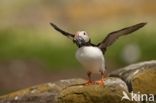 Atlantic Puffin (Fratercula arctica)