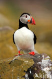 Atlantic Puffin (Fratercula arctica)