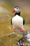 Atlantic Puffin (Fratercula arctica)