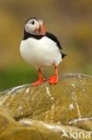 Atlantic Puffin (Fratercula arctica)