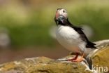 Atlantic Puffin (Fratercula arctica)