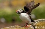 Atlantic Puffin (Fratercula arctica)