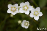 Northern Grass-of-parnassus (Parnassia palustris)