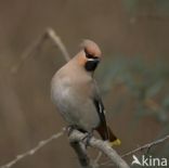 Pestvogel (Bombycilla garrulus)