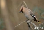 Pestvogel (Bombycilla garrulus)