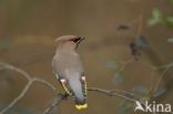 Pestvogel (Bombycilla garrulus)