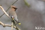 Pestvogel (Bombycilla garrulus)