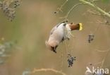 Pestvogel (Bombycilla garrulus)