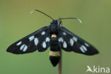 Phegeavlinder (Amata phegea)