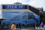 Pier 39