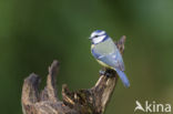 Blue Tit (Parus caeruleus)