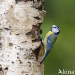 Blue Tit (Parus caeruleus)