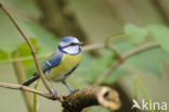 Blue Tit (Parus caeruleus)