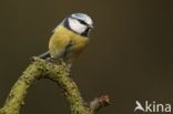 Blue Tit (Parus caeruleus)