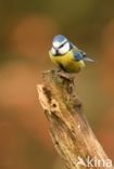 Blue Tit (Parus caeruleus)