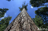 Pinus contorta var latifolia