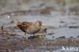 Spotted Crake (Porzana porzana)