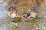 Spotted Crake (Porzana porzana)