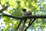 Coquerel s shifaka (Propithecus verreauxi coquereli)