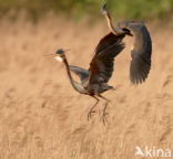 Purperreiger (Ardea purpurea)