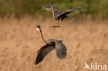 Purple Heron (Ardea purpurea)