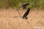 Purperreiger (Ardea purpurea)