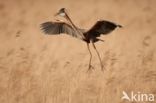 Purple Heron (Ardea purpurea)