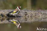 European Goldfinch (Carduelis carduelis)