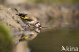 European Goldfinch (Carduelis carduelis)