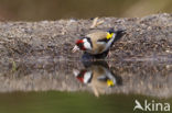 European Goldfinch (Carduelis carduelis)