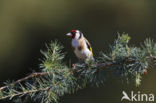 European Goldfinch (Carduelis carduelis)