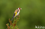 European Goldfinch (Carduelis carduelis)