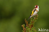 European Goldfinch (Carduelis carduelis)