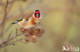 European Goldfinch (Carduelis carduelis)